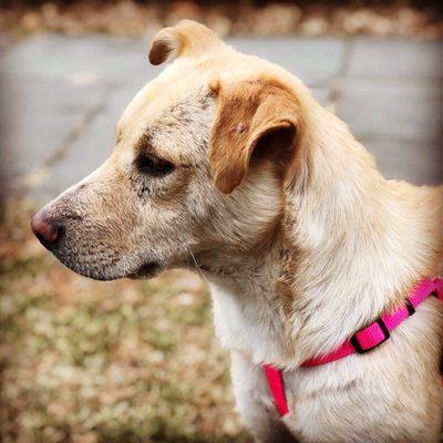 Chai loves to run off leash in the mornings with all her friends.