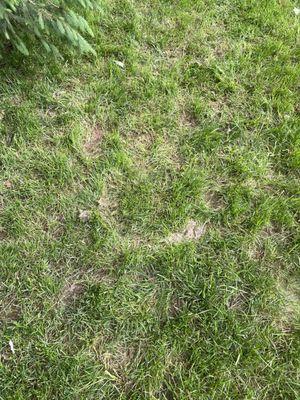 Technician tears up the grass every time he treats my lawn.  So, I'm paying them to fertilize my grass that they seem to enjoy tearing up...