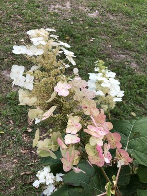 Some blooms on the free oak leaf hydrangea are already turning.