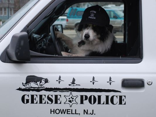 Geese Police