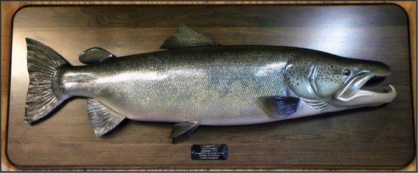 47'' Male Atlantic Salmon Wall Mount