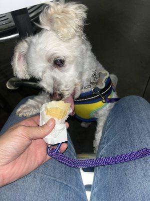 Sharing the last part of the Hershey ice cream with SantaPaws