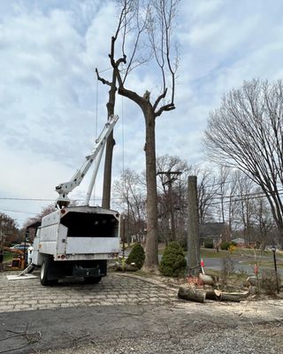 Bucket Used To Take Down Poplar Near Cables