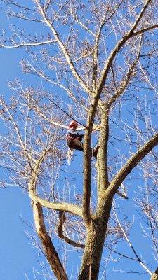 Rubio's Tree Service