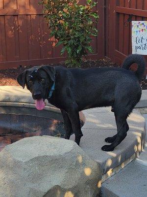 He is a lab-mix and not willing to get in the pool but loves to play.