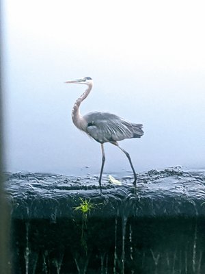 The blue heron