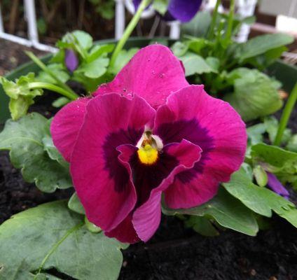 Who can resist the sweet face of a pansy?