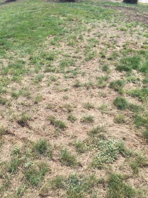 Large areas of my lawn look like this after using Scott's. Beware, they do not address if issues come up.