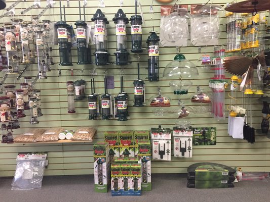 OUR BROME SQUIRREL         BUSTER SECTION