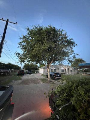 Tree trimming job in Aransas pass. After