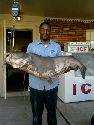 72.5lb caught on mississippi river using skip jack