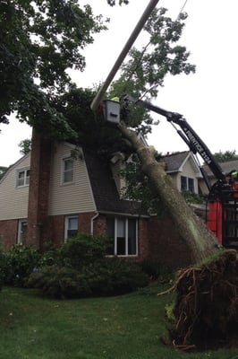 Fallen tree removal