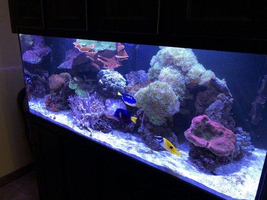 One of our reef systems