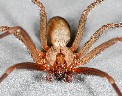 Brown Recluse Spider