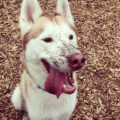 Husky at Play