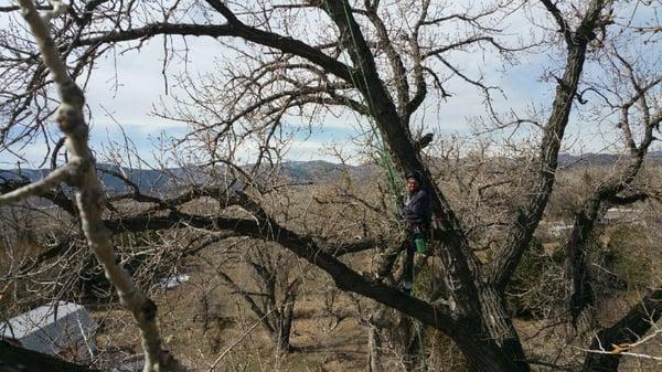 Large Fort Collins Cottonwood Removal