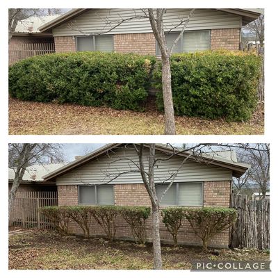 Before & After Prune