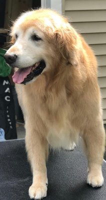 This is Bentley being groomed by Brieanna. He seems very happy and looks very handsome