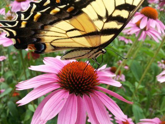 Photo from https://easternmonarchbutterflyfarm.com/