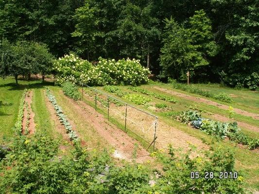 The vegetable garden in early spring with blooming elderberries in the back.