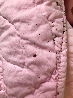 Bad bedbug infestation that spread into stored clothes. The bedbug problem was eradicated from all areas of the house.