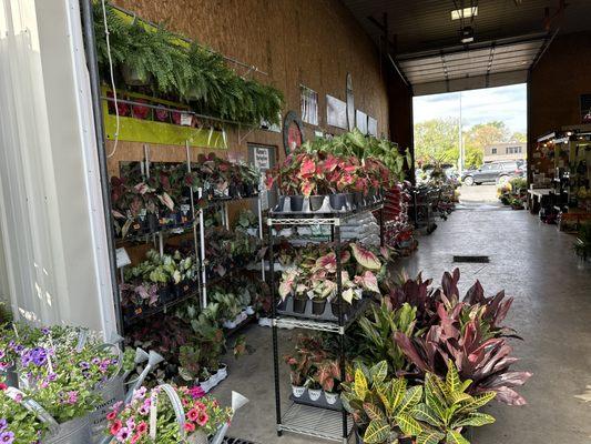 Large selection of Caladiums