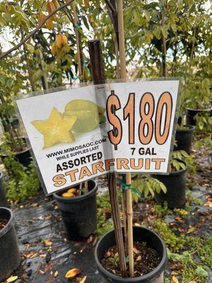 Star Fruit