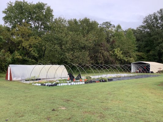 Greenhouse after summer