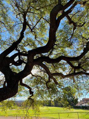 In love with the beauty of this tree!