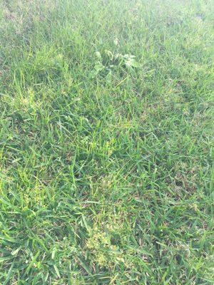 Clumps of weeds sprouting up throughout my lawn. Ridiculous!