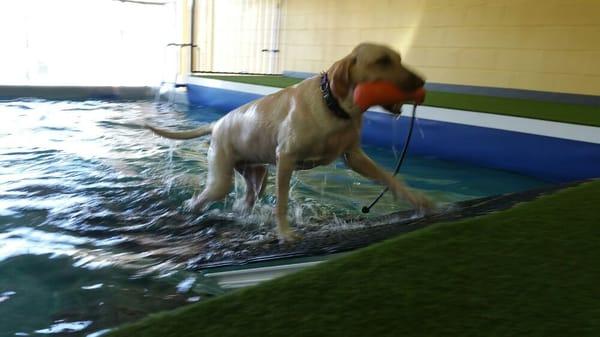 Sadie fetched her bumper.