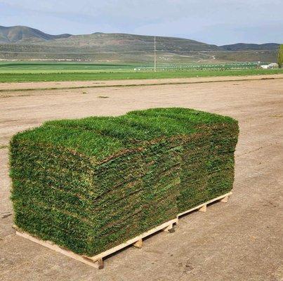 Pallets of sod ready for delivery.