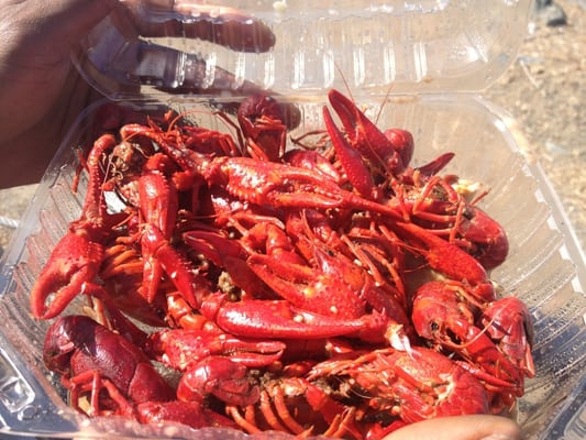 Fresh crawfish with garlic sauce