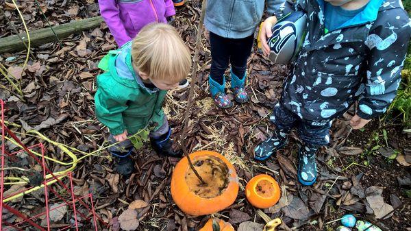 Life cycle of a pumpkin