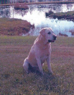 Sundee's Yukon Jack, grandsire of Camo