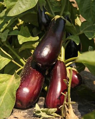 Homegrown Eggplant in the field