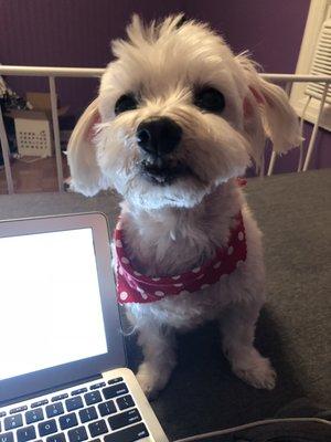 My sweetie after his cut... he already managed to dirty himself 5 minutes after we left but the cut was perfect!