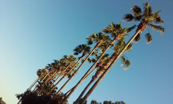 Beautiful Palm tree entrance