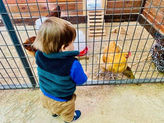 Chickens & my nephew