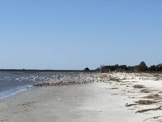 Botany Bay Kayak Adventures