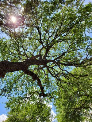 tree service - san antonio - live oak thin out