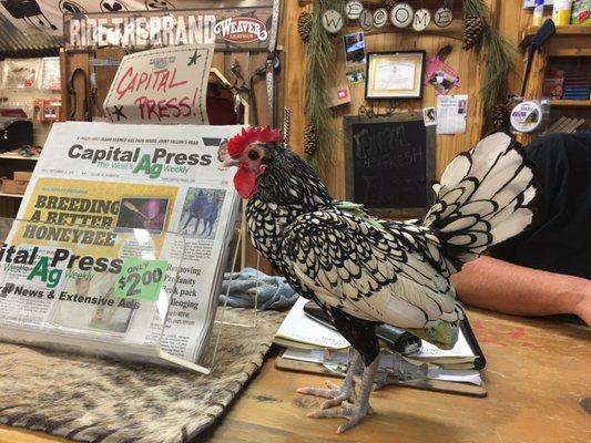 Stewart loves visiting his friends at the feed store as they take good care of his flock by stocking Scratch & Peck feed.