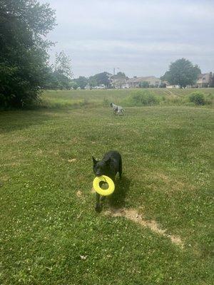 Luna playing frisbee on her play date