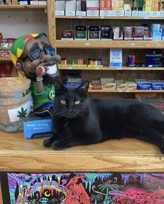 Store cat (not for sale, she is very loved here)