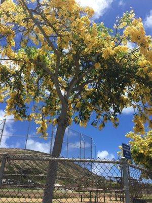 Love seeing this tree with Beautiful yellow flowers!!