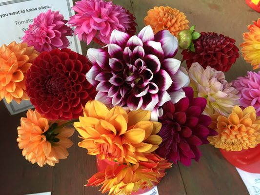 Dahlia bouquets are exquisite in late summer/early fall