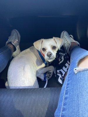 he curled up down here on the way home. such a happy boy.