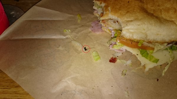 The bug attached to a piece of lettuce or onion that dropped out of my sandwich when I was about 25% done with it is circled in red.