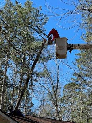 Moore's Tree Service & Stump Grinding