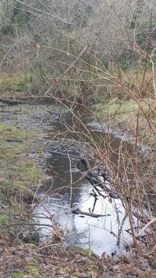 Stream trickle along trail